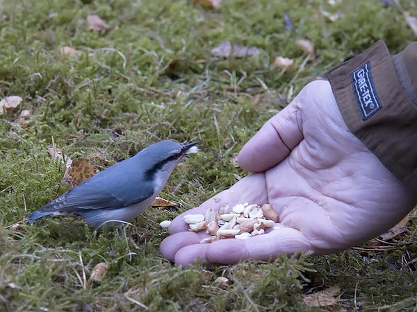 Pähkinänakkeli, Eurasian Nuthatch, Sitta europaea